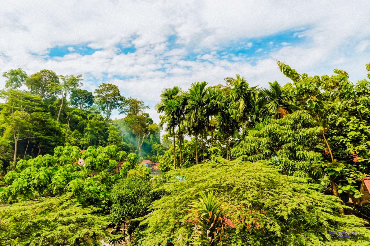 Thick rainforest around Bukit Lawang, on the edge of Gunung Leuser National Park