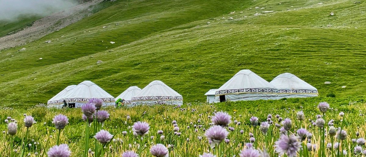 White yurts stand in a vibrant green meadow with purple wildflowers and rolling green hills.