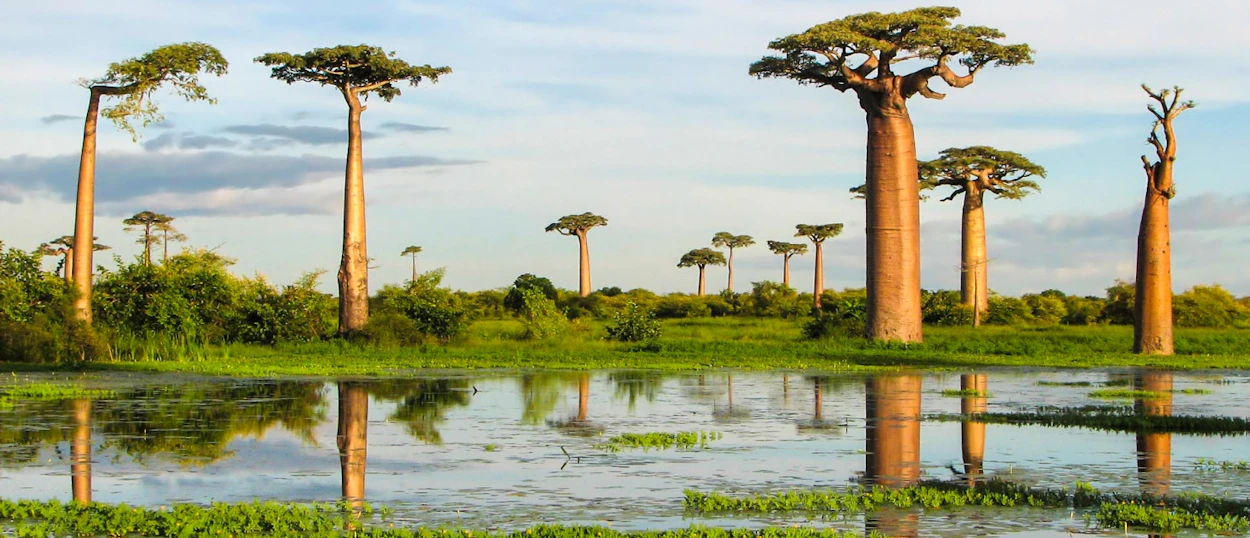 Majestic baobab trees reflected in calm water with green vegetation under a soft sky in Madagascar.