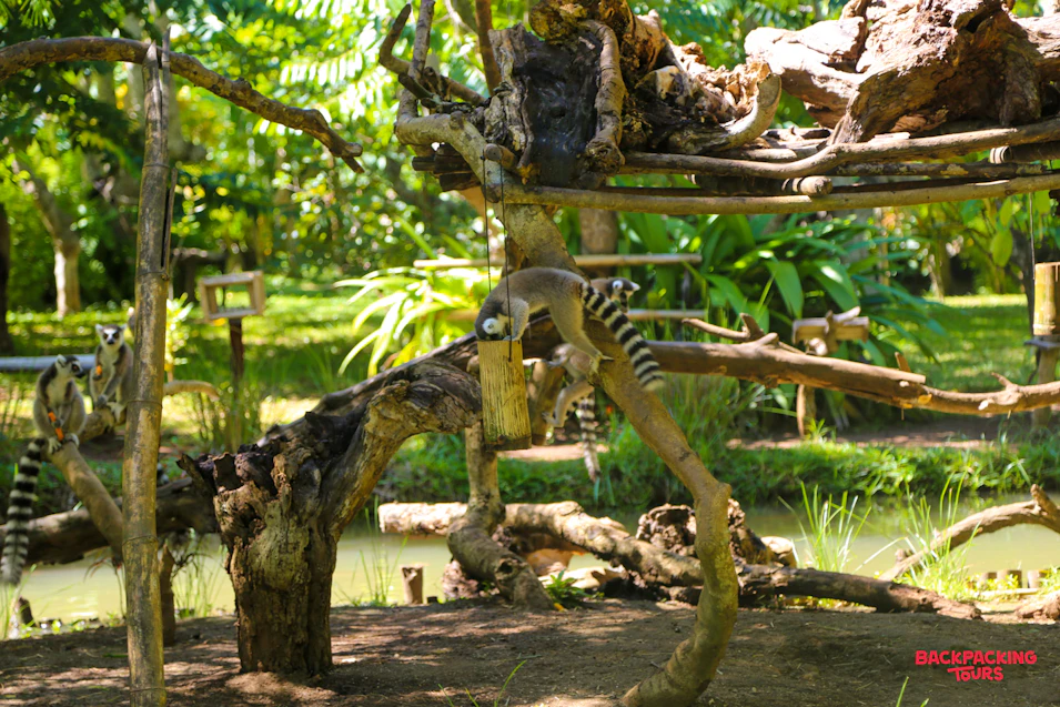 Ring-tailed lemurs climb and play on tree branches in a sunny, green sanctuary in Madagascar.
