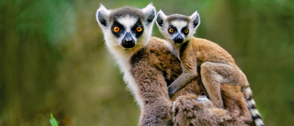 A mother ring-tailed lemur with her baby riding on her back in Madagascar.