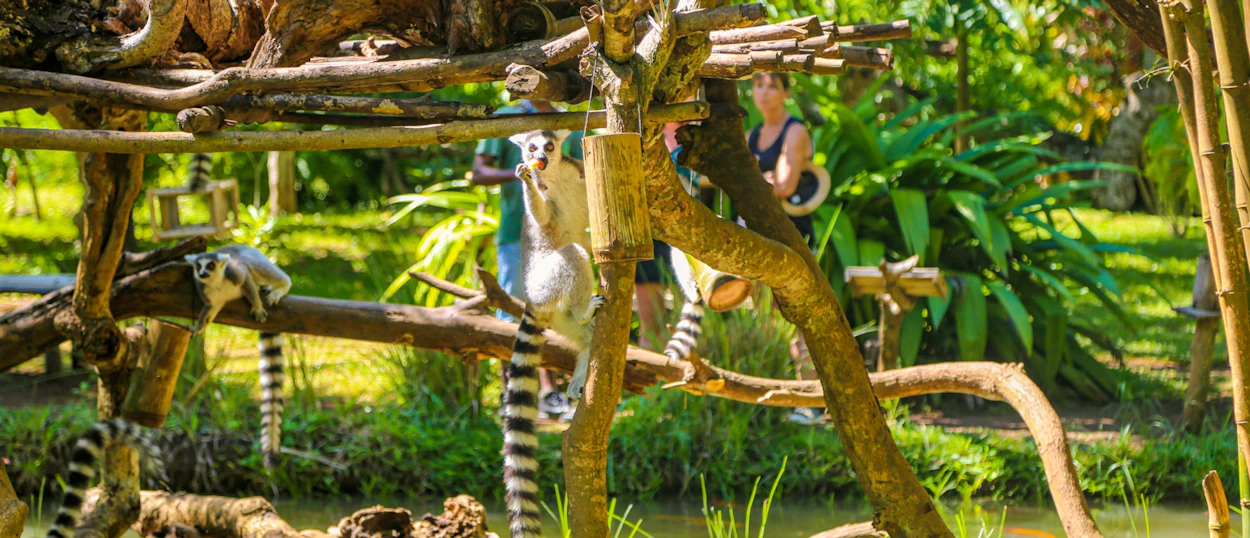 Ring-tailed lemurs climb and rest on wooden structures in a lush rehabilitation center in Madagascar.
