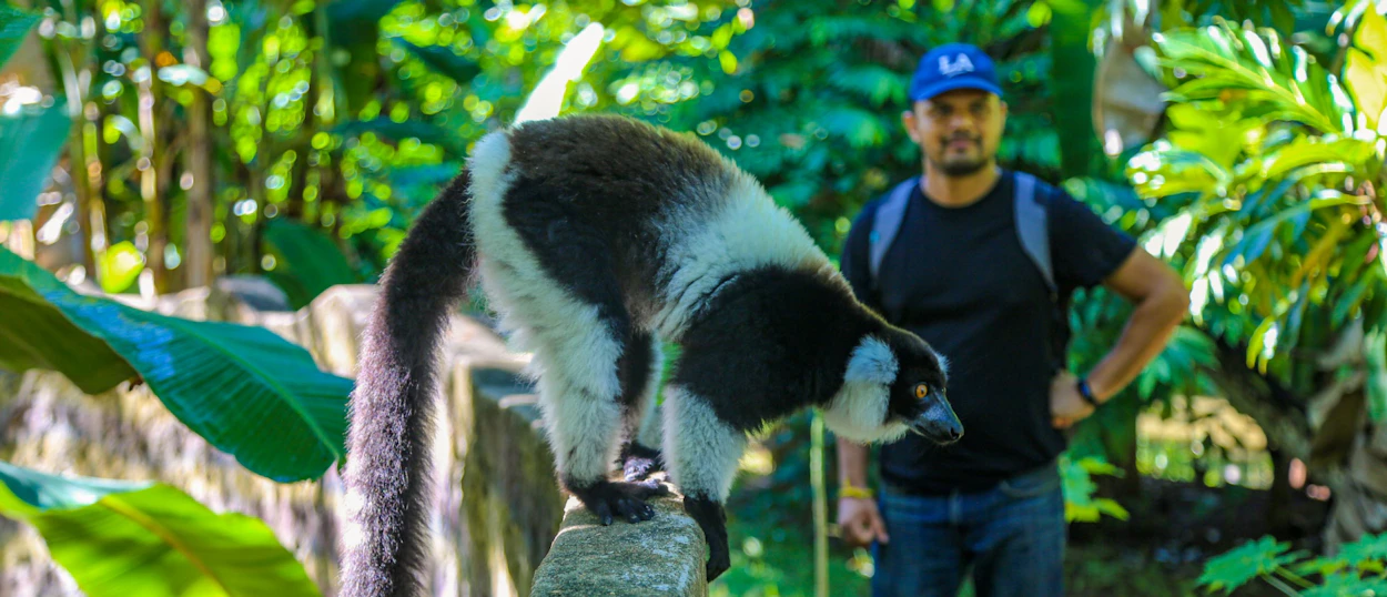 A black and white ruffed lemur stands on a wall with a man in a lush green forest in Madagascar.