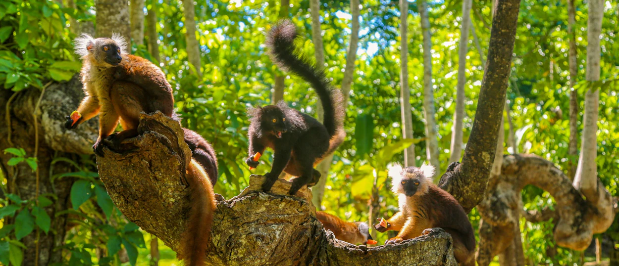 Several lemurs with light faces and dark fur climb and sit on tree branches in a sunny Madagascar forest.