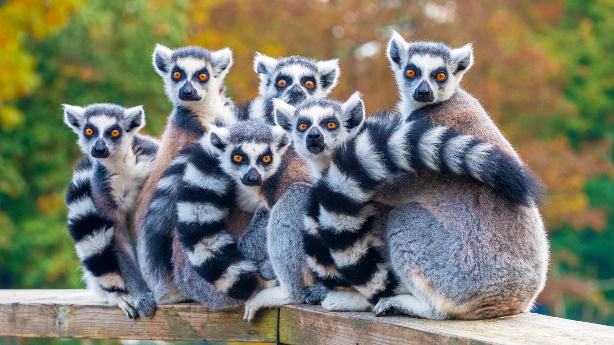 Lemurs Experience: Madagascar