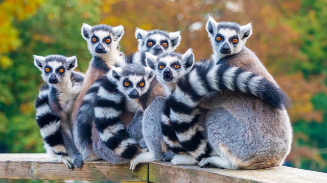 Lemurs Experience: Madagascar