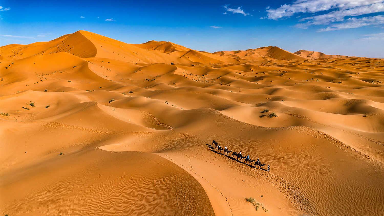 Aerial view of a camel train crossing orange Sahara dunes near Merzouga under a blue sky.