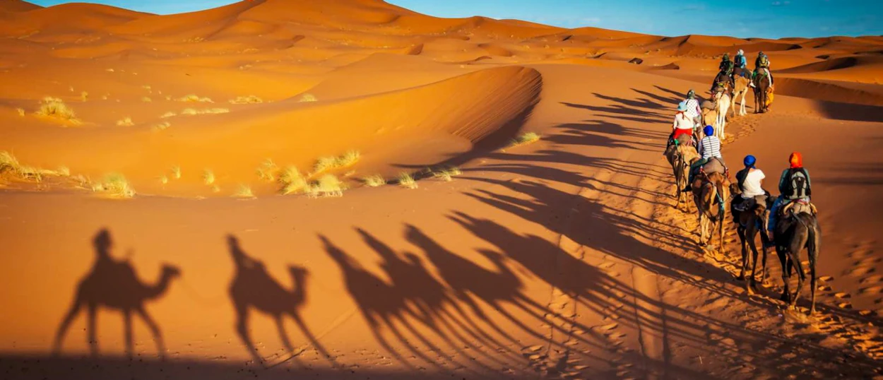 Tourists ride camels across golden sand dunes in the vast Merzouga Desert, casting long shadows.