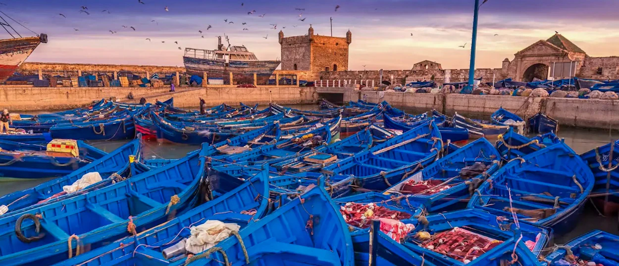 Vibrant blue fishing boats fill Essaouira's historic harbor at sunset, with a stone fortress in the background.