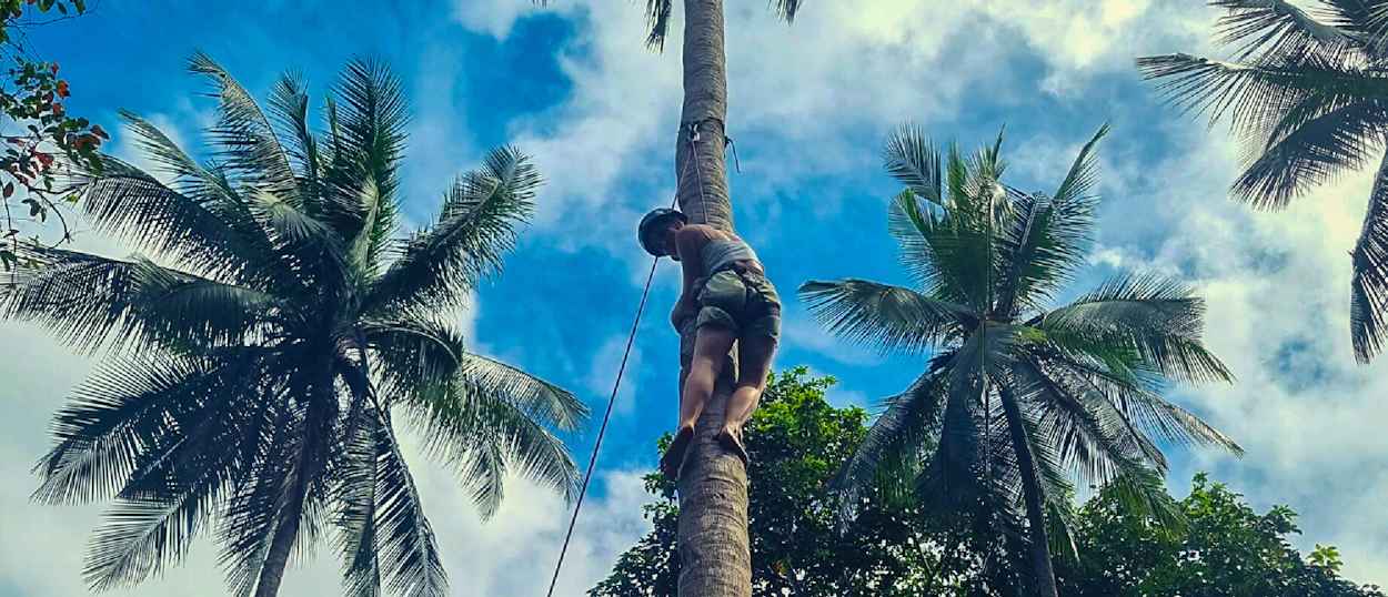 An adventurer climbs a tall coconut tree using a rope and harness in El Nido, Philippines.