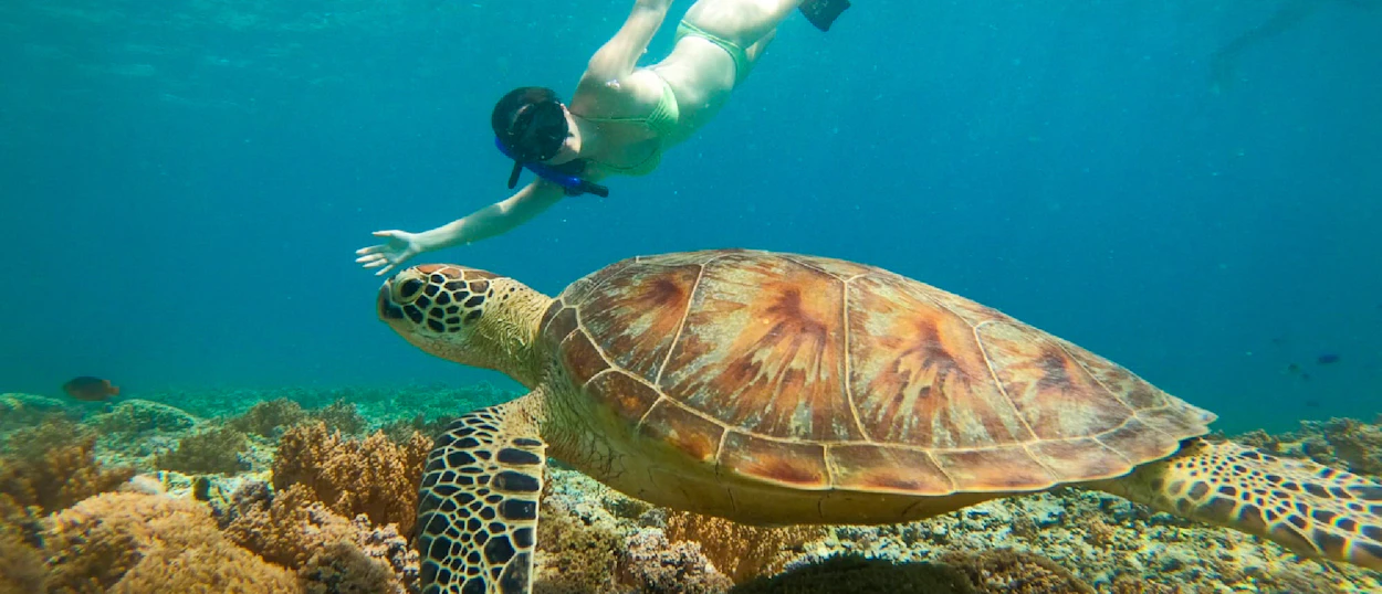 A snorkeler swims alongside a large sea turtle over a vibrant coral reef in El Nido.