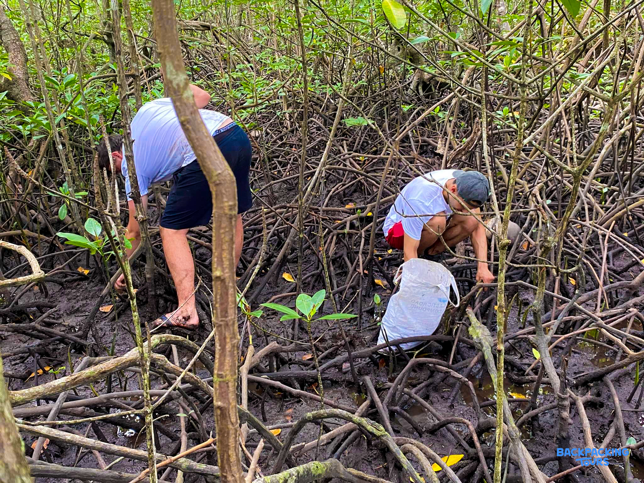 Two volunteers planting new mangrove trees in a muddy coastal forest in the Philippines.