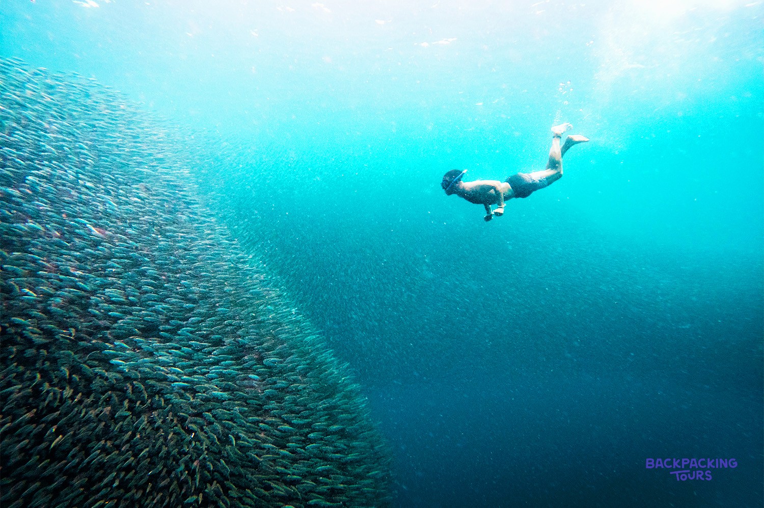 A snorkeller swimming through the huge silver shoal of the Moalboal sardine run.