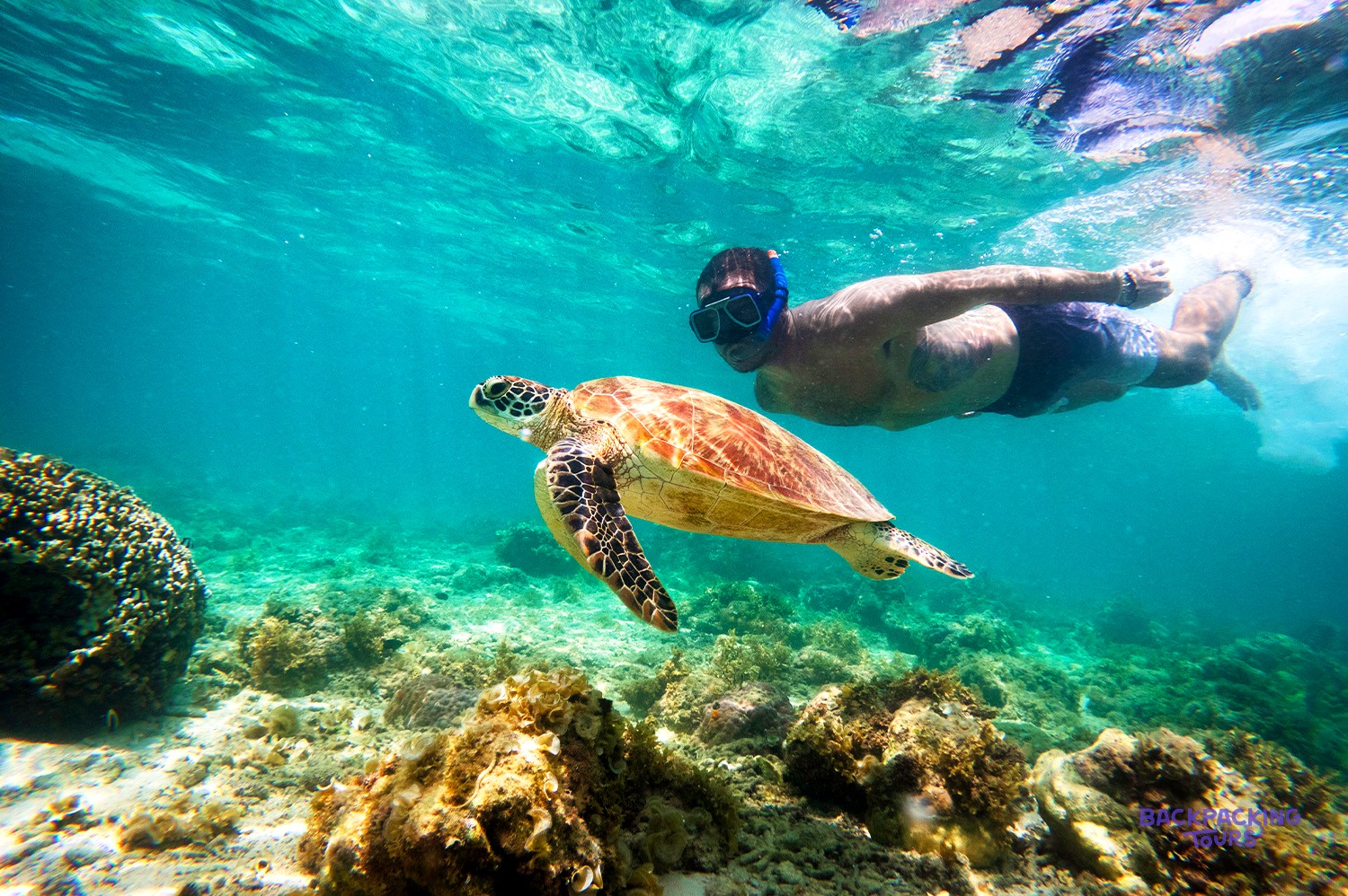 A green sea turtle gliding past a snorkeller in the clear water off Moalboal.