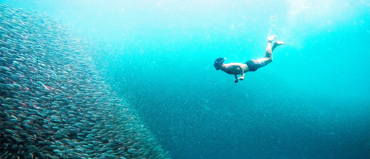 A snorkeller swimming through the huge silver shoal of the Moalboal sardine run.