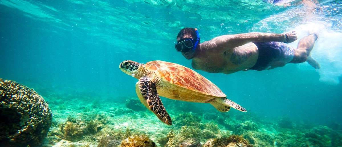 A green sea turtle gliding past a snorkeller in the clear water off Moalboal.
