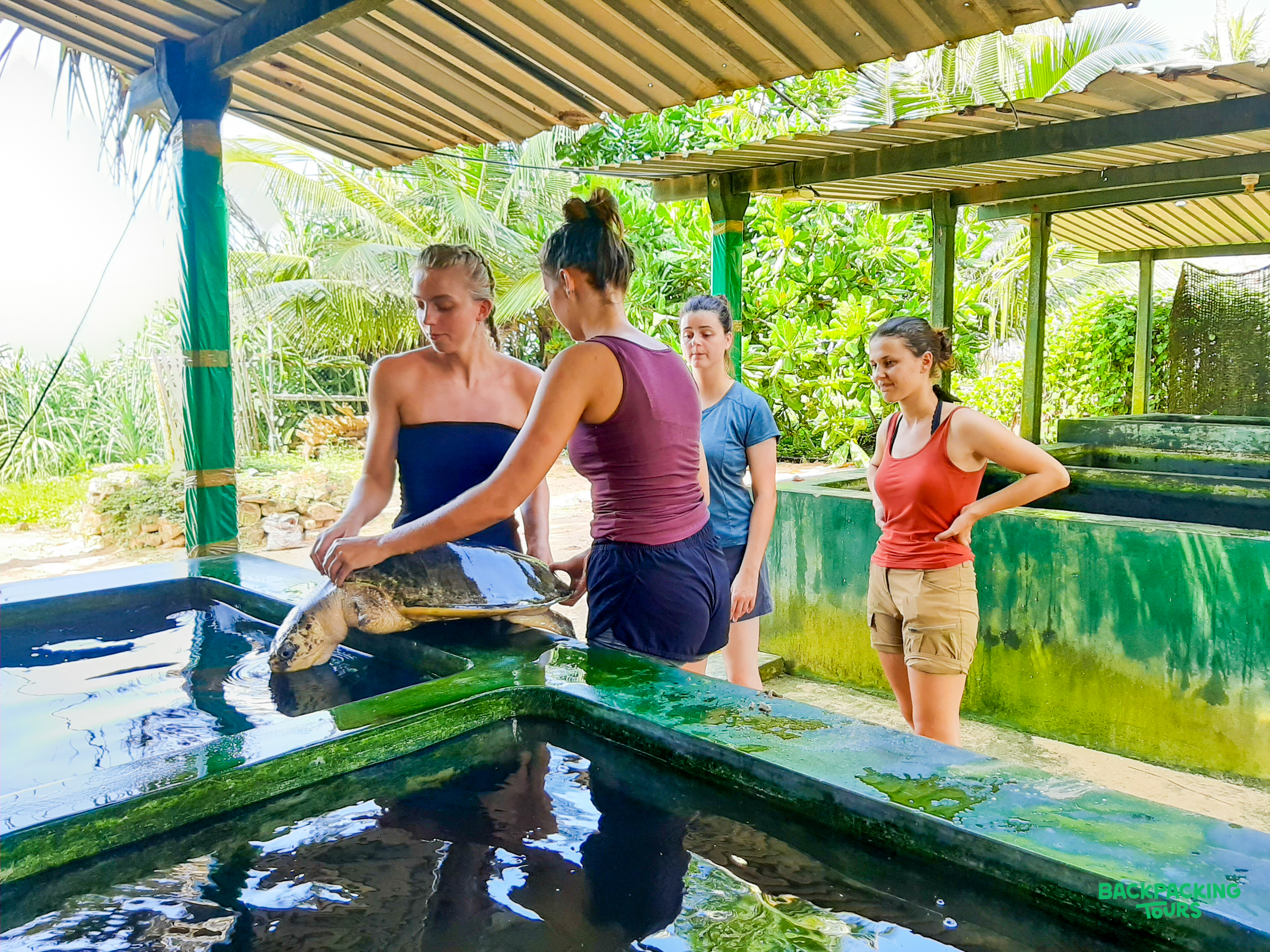 Volunteers gently clean a sea turtle in a tank at a Sri Lankan conservation center.