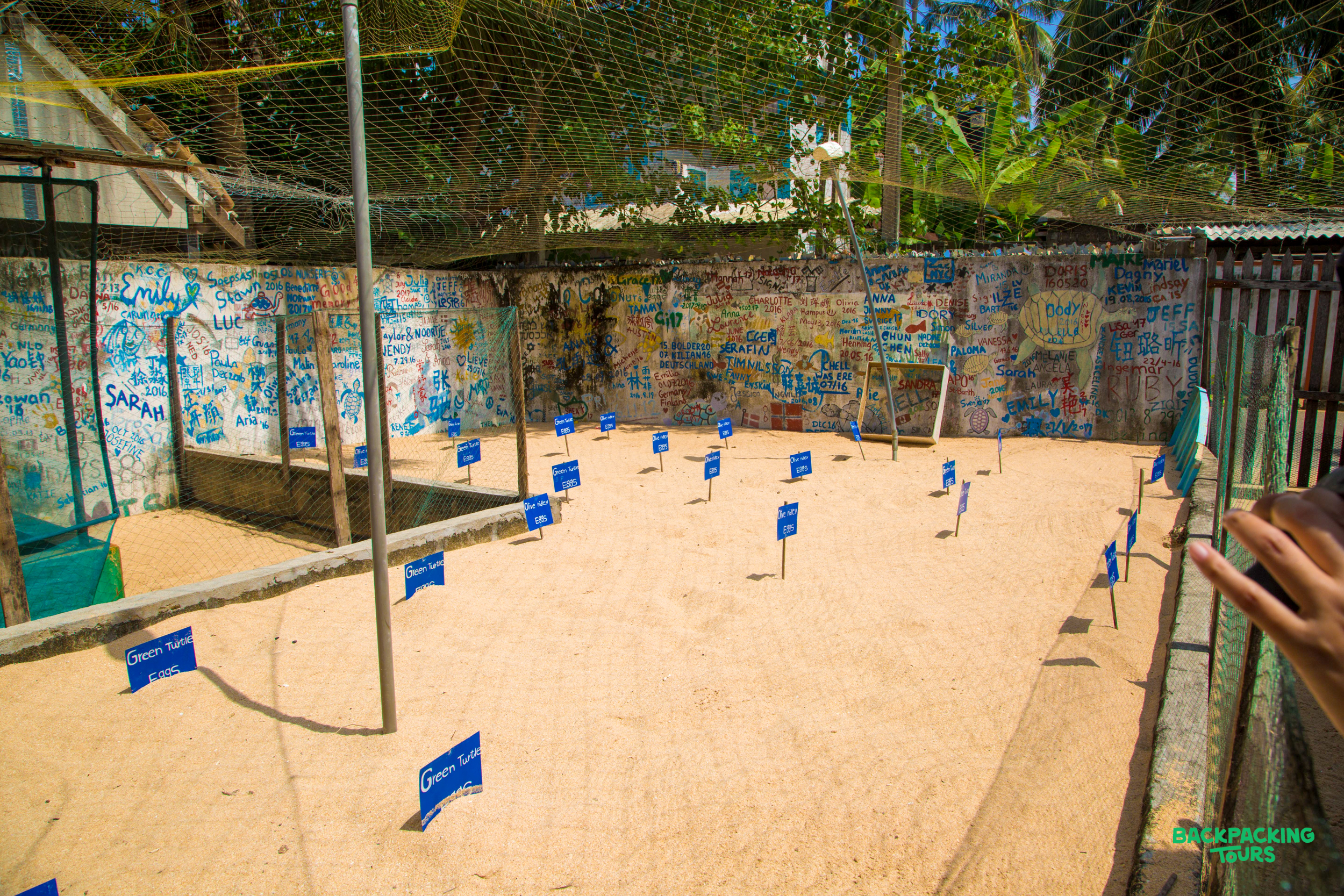 An outdoor turtle hatchery with many 'Ocean Safe' signs on the sand and a vibrant graffiti wall.