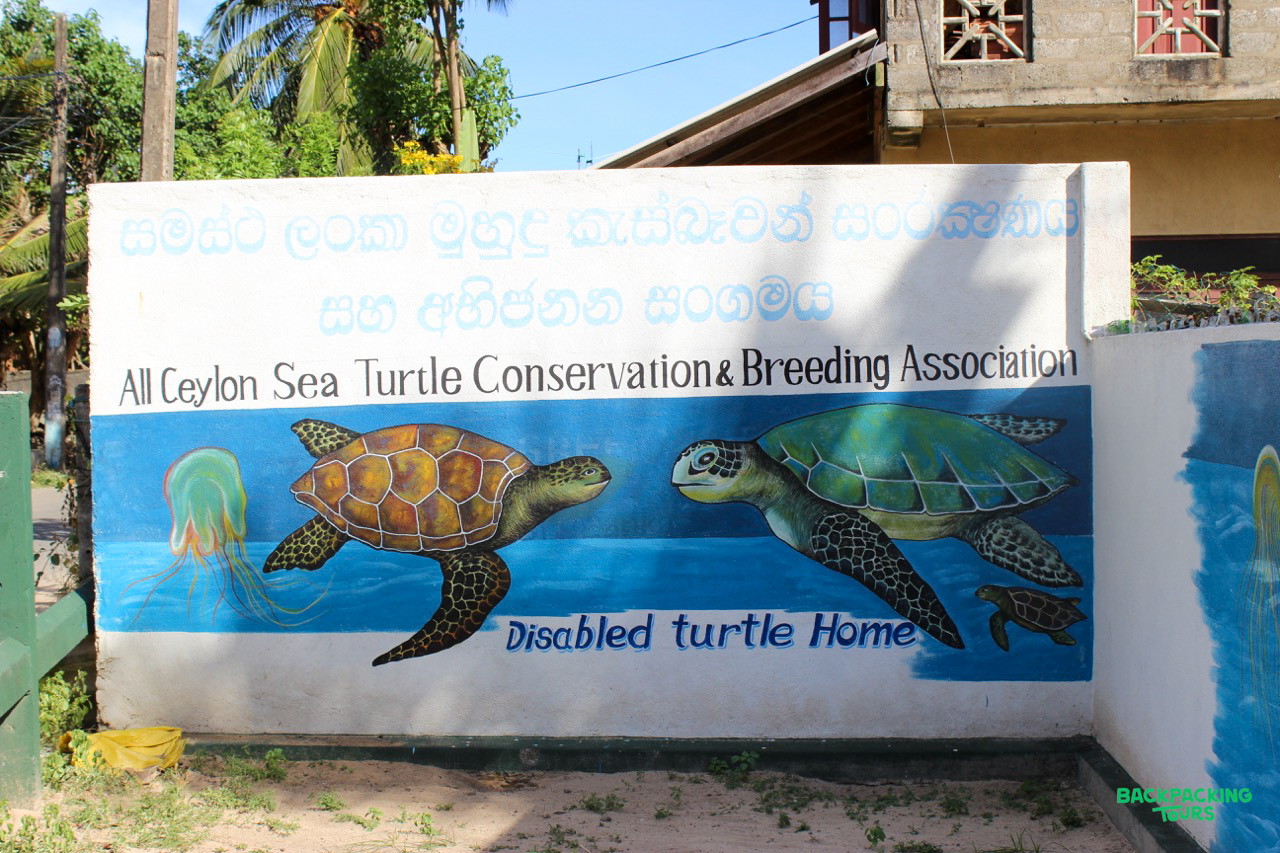 Vibrant mural of two sea turtles and a jellyfish at a conservation center in Sri Lanka.