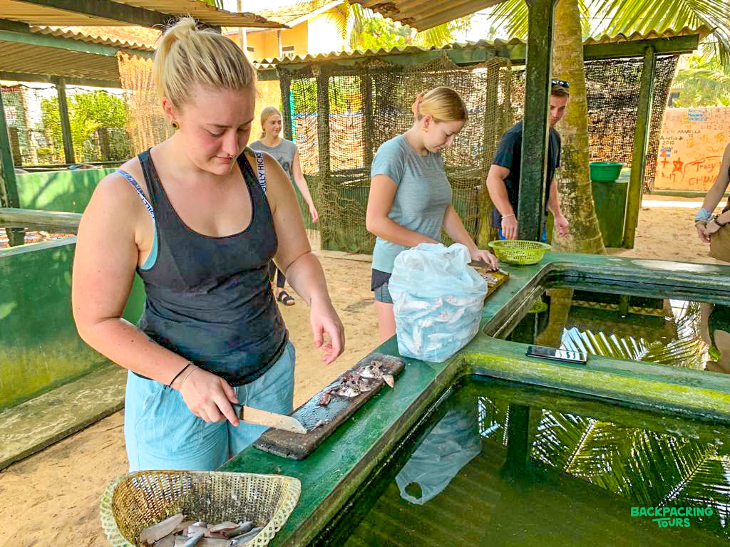 Young volunteers prepare fish for turtles at a conservation center in Ambalangoda, Sri Lanka.