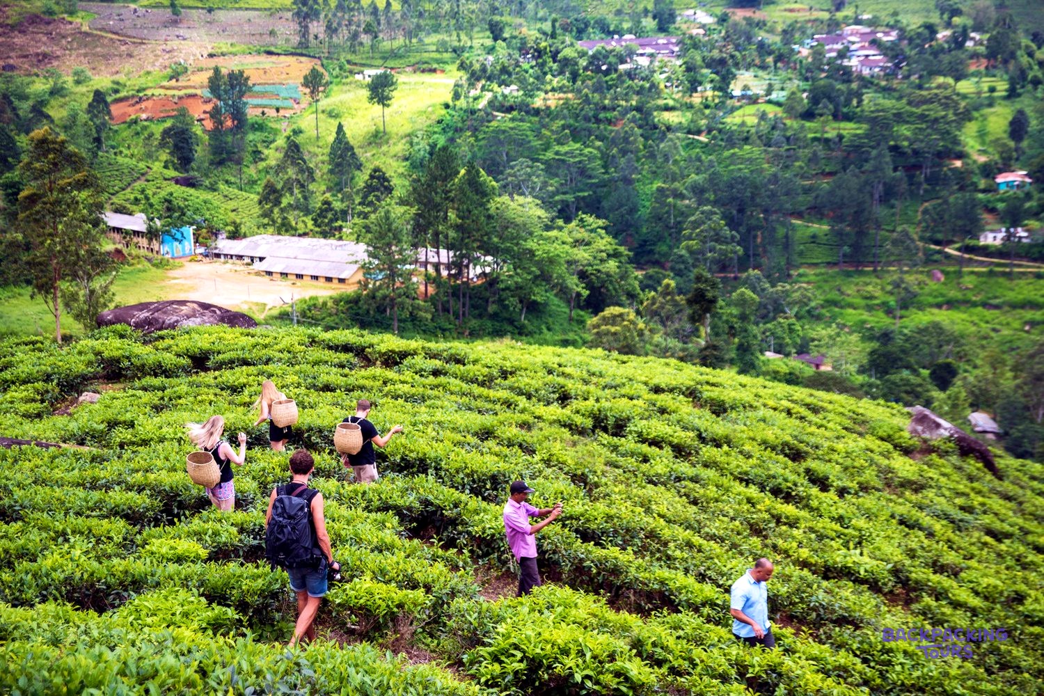 Learning to pick tea with local pickers