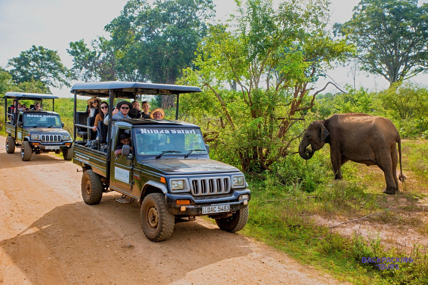 Elephants spotted on safari in Sri Lanka