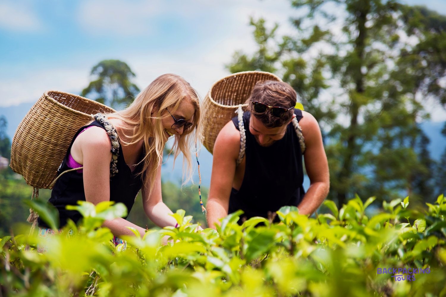 Tea plantation in the Sri Lankan hill country