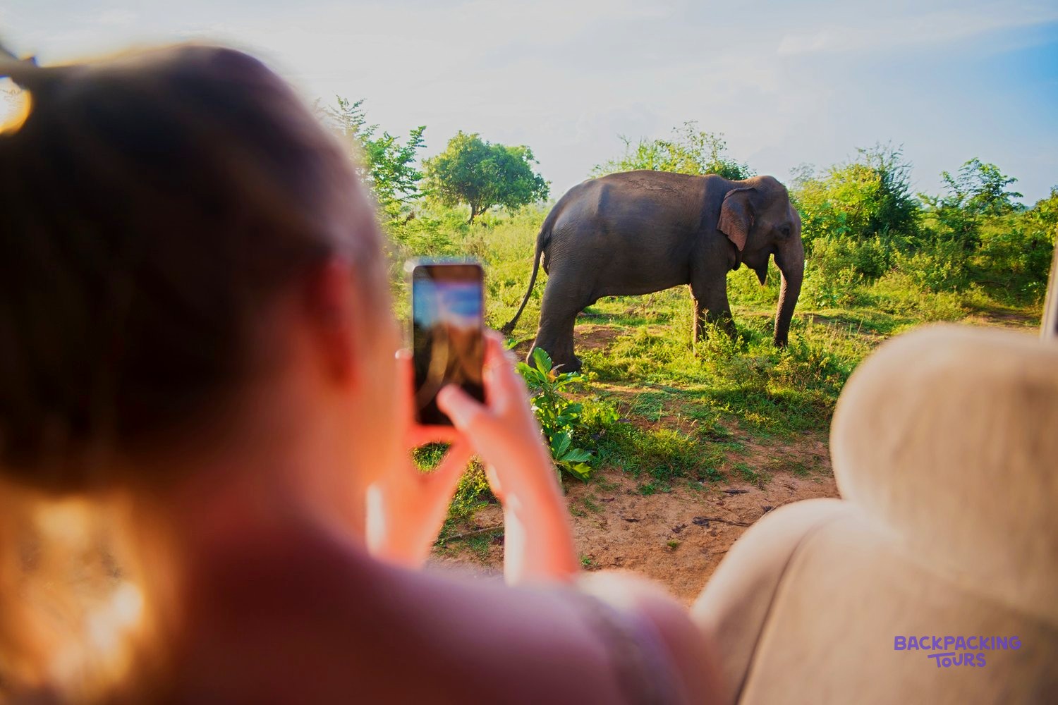 Wild elephants in Udawalawe National Park