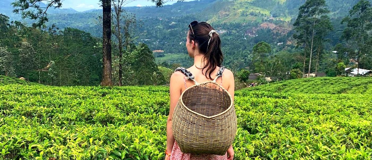 Tea country on the way to Ella