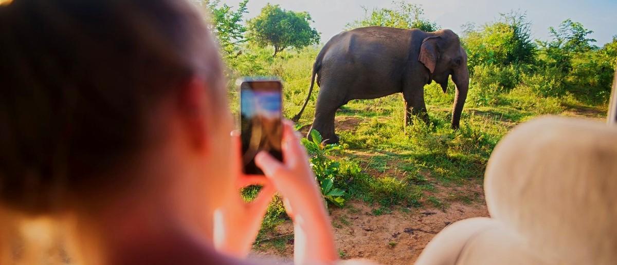 Wild elephants in Udawalawe National Park