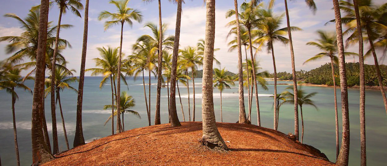 Tall palm trees grow on a small reddish hill overlooking the calm turquoise ocean in Mirissa, Sri Lanka.