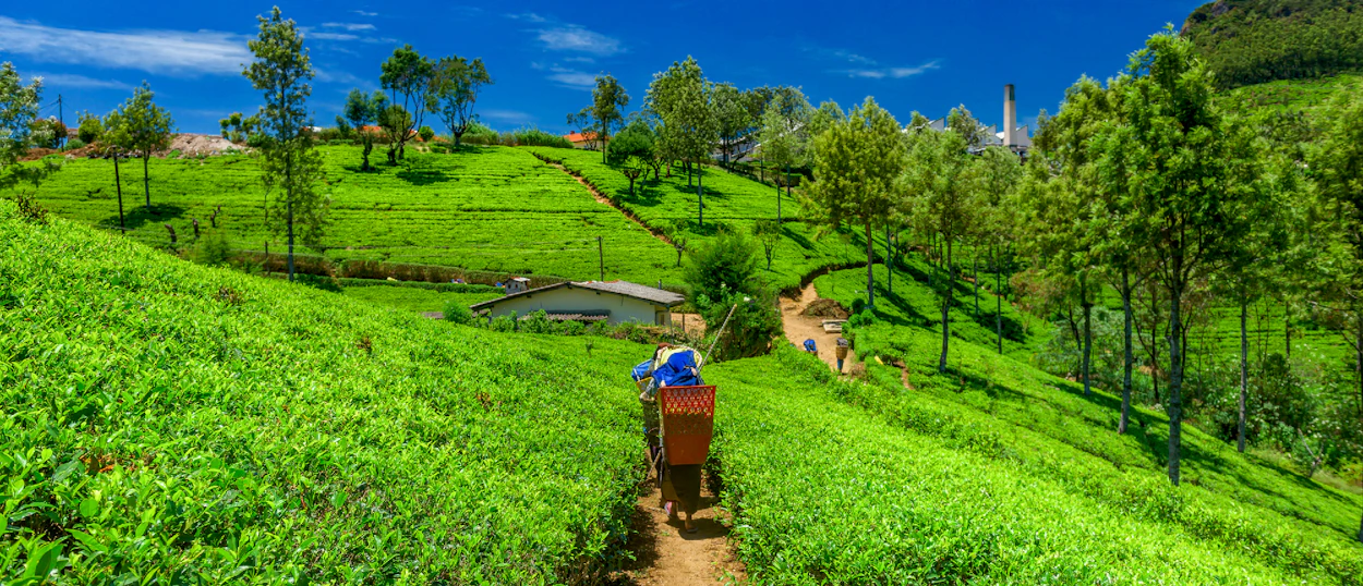 A person carries a basket through vibrant green tea plantations under a bright blue sky in Sri Lanka.