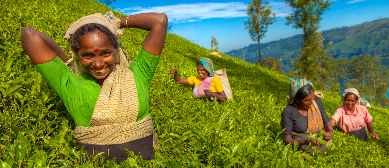 Smiling women picking tea leaves in a vibrant green tea plantation in Nuwara Eliya, Sri Lanka.