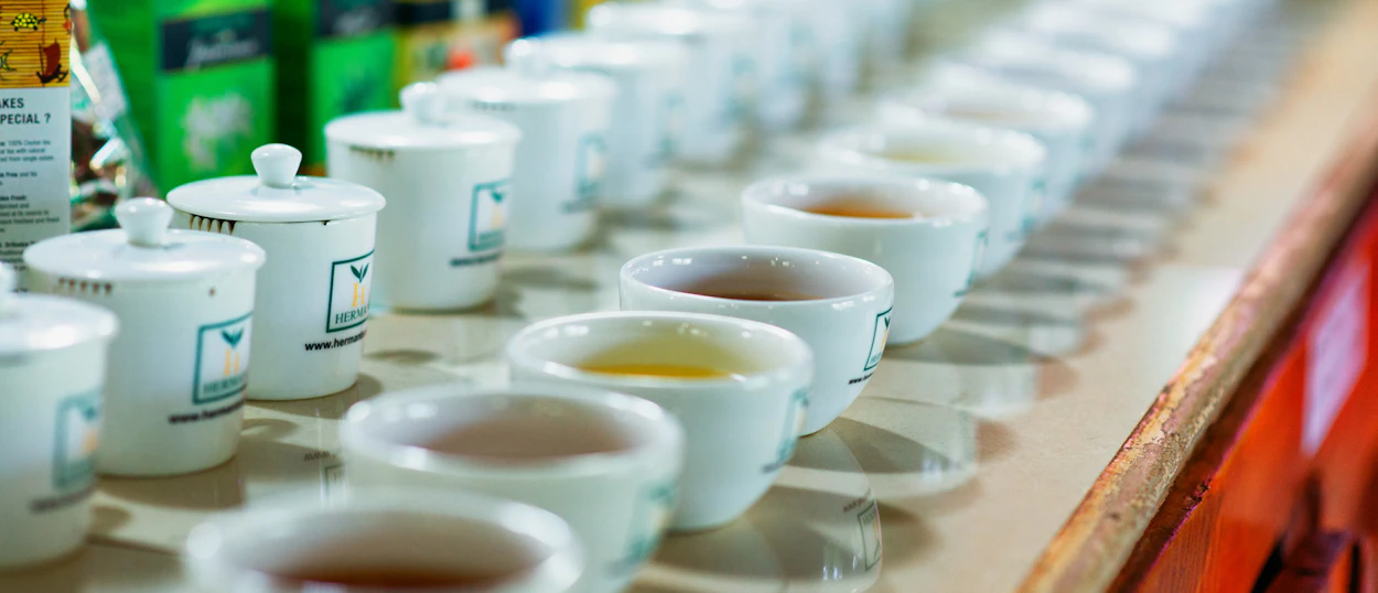 Small white cups filled with various tea samples arranged in a row for tasting in Sri Lanka.