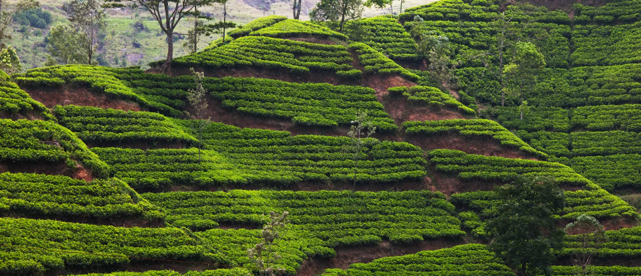 Lush green tea plantations are terraced across a steep hillside in Nuwara Eliya, Sri Lanka.