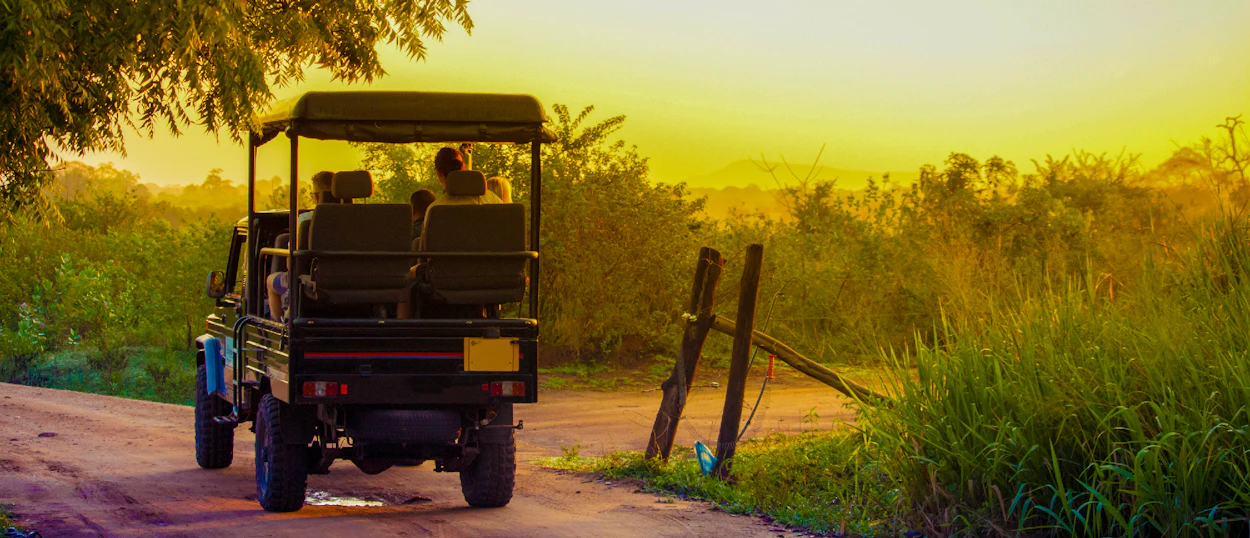 Tourists in a safari jeep drive through Udawalawe National Park at golden sunrise.