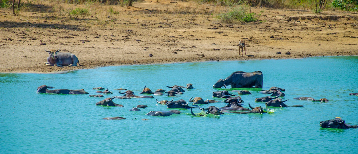 Herds of water buffalo and an elephant cool off in a bright blue lake in Udawalawe National Park.
