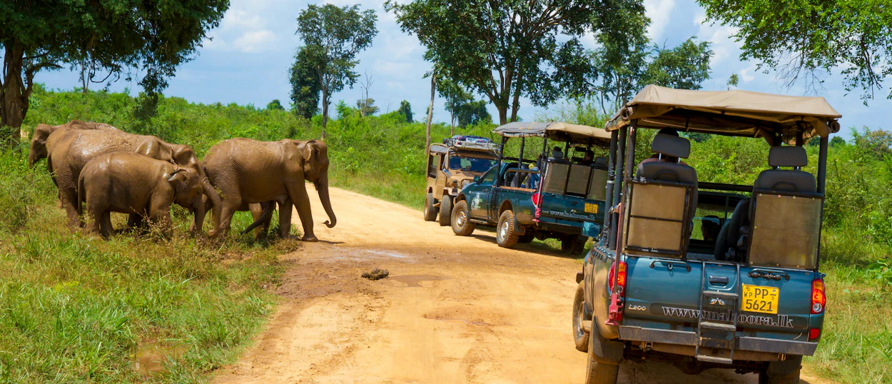 Safari jeeps stop to observe a herd of wild elephants and calves on a dirt road in Udawalawe.