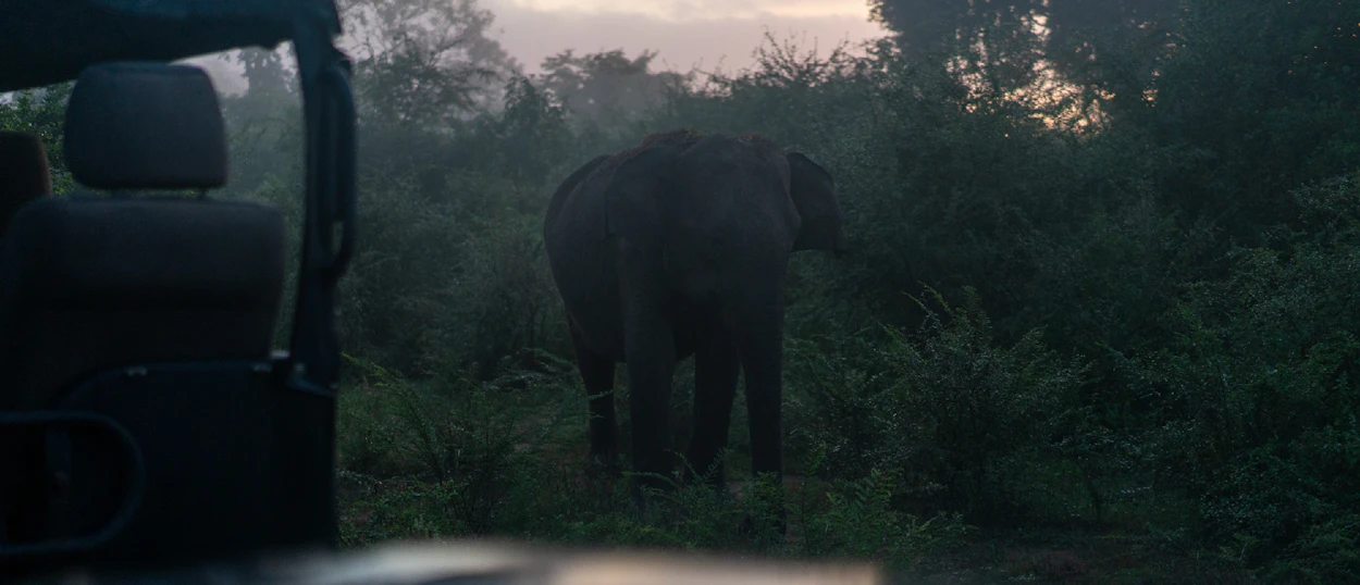 A wild elephant stands in lush green foliage, viewed from a safari jeep in Udawalawe.