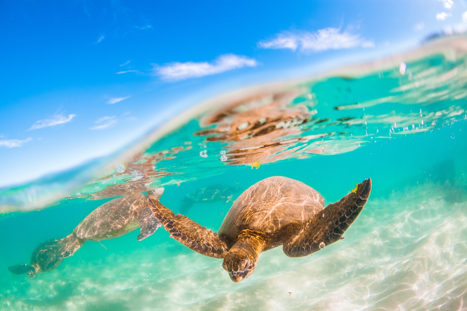 Turtle Conservation: Zanzibar