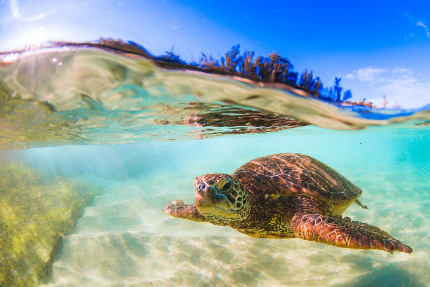 Turtle Conservation: Zanzibar