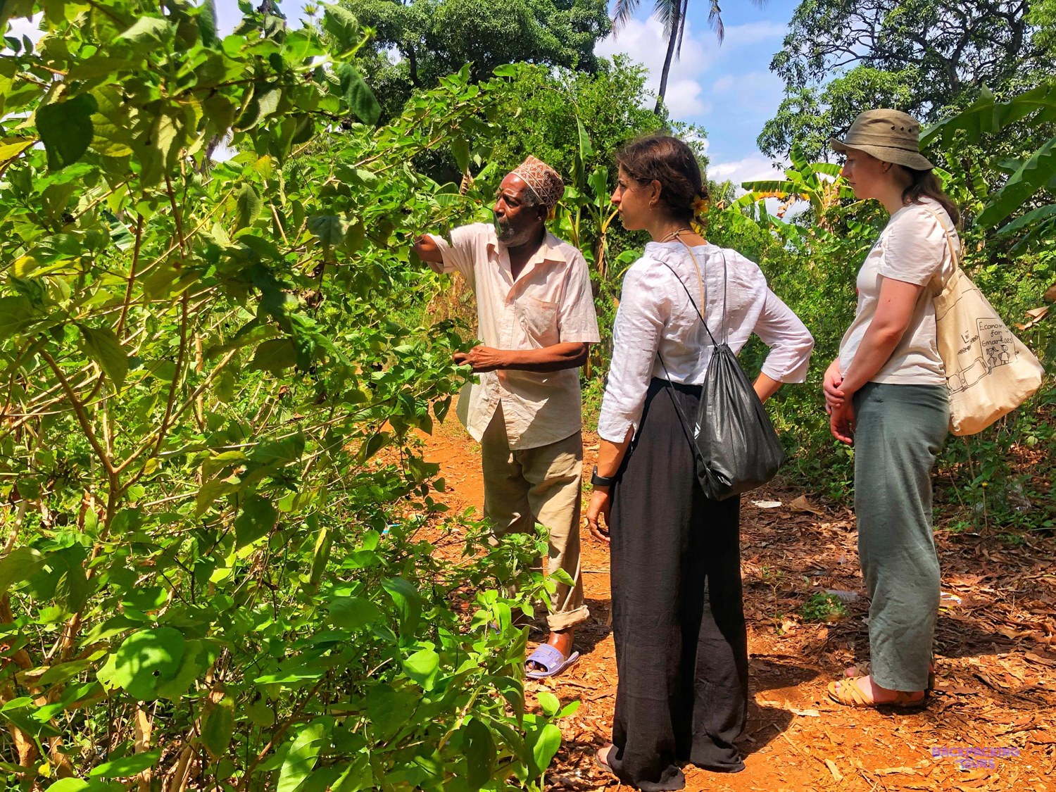 A village guide points out a crop plant to two volunteers on a red earth path.