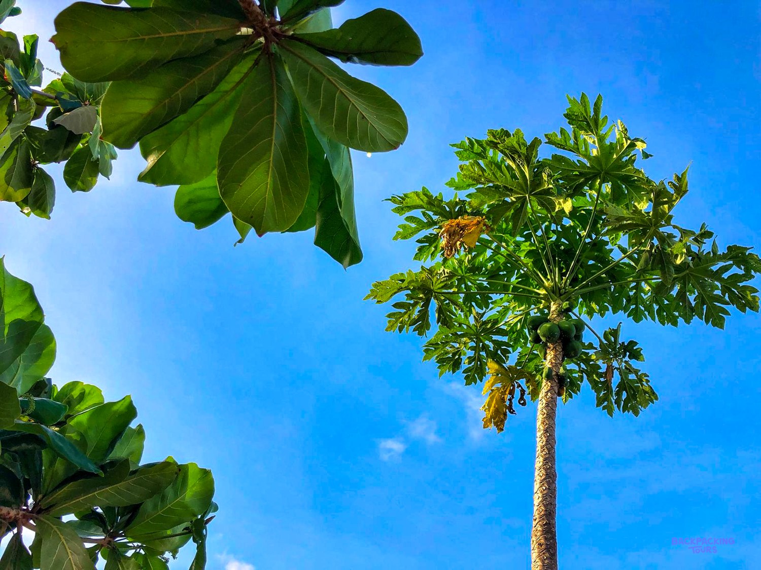 A papaya tree and broad green almond leaves stand against a bright blue sky.