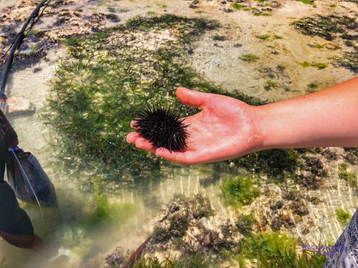 A dark sea urchin sits in an open palm above the shallow water of the reef flat.