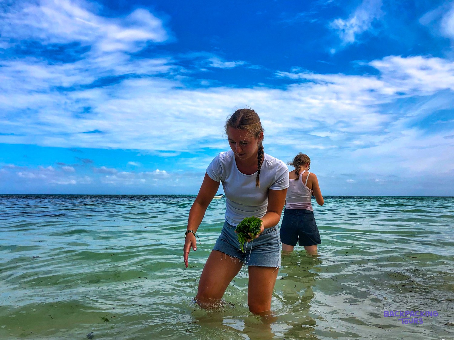 A volunteer wades back through the shallows holding a bunch of seaweed for the turtles.