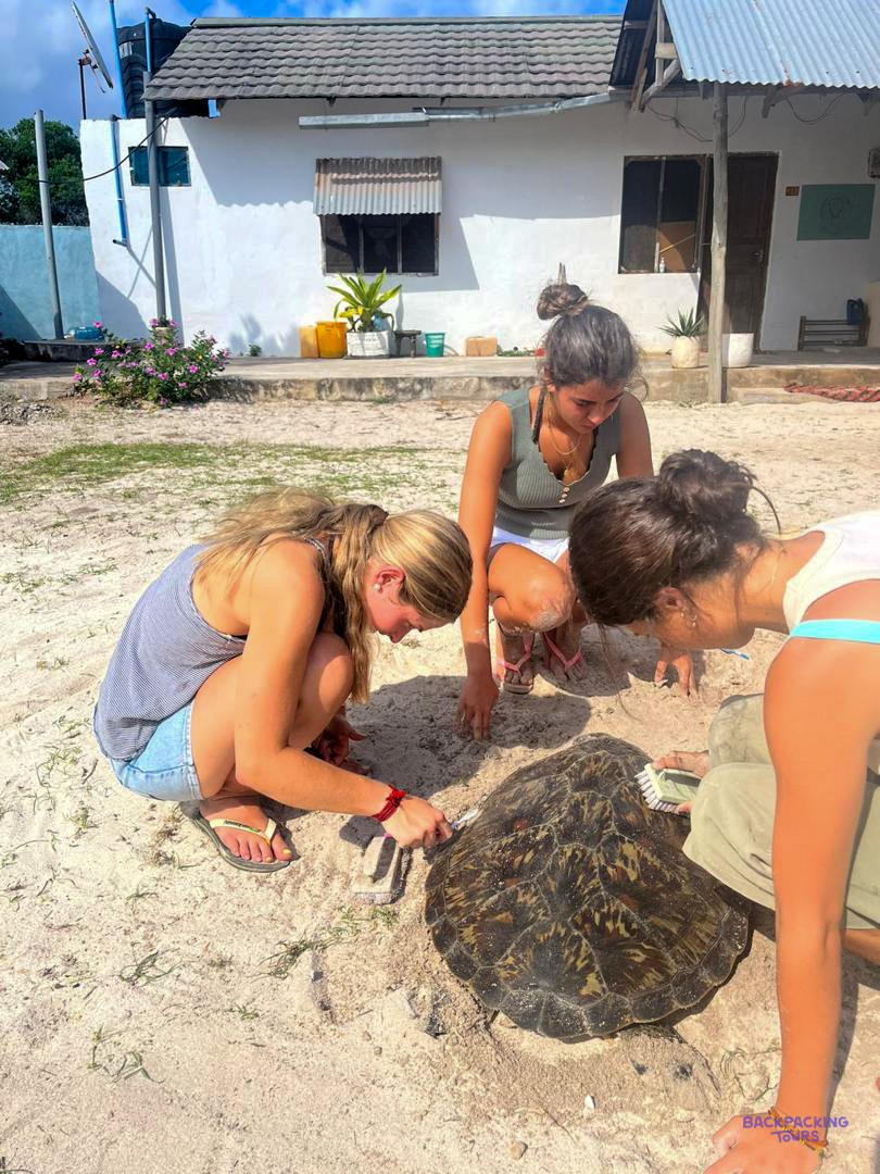 Volunteers crouch in the sand around a green turtle, looking it over carefully.