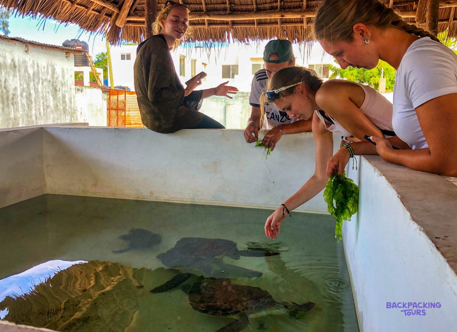 Volunteers lean over the tank wall to feed seaweed to the green turtles below.