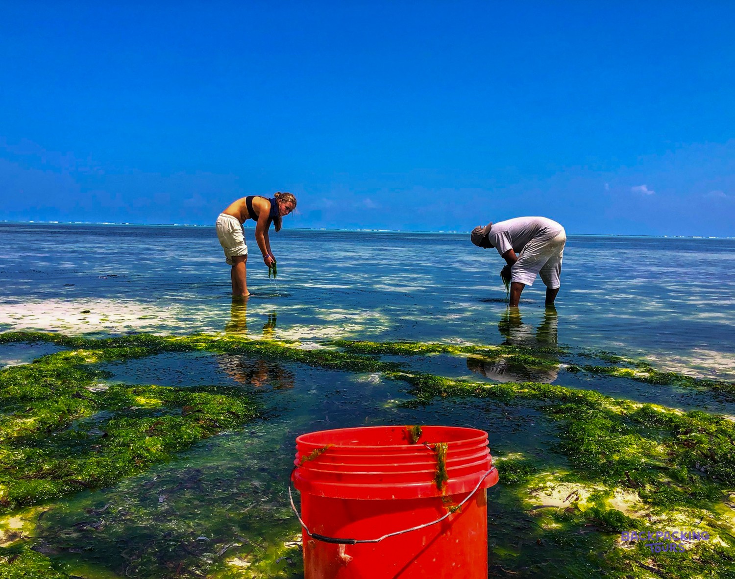 Two people collect seaweed into a red bucket on the reef flat under a blue sky.
