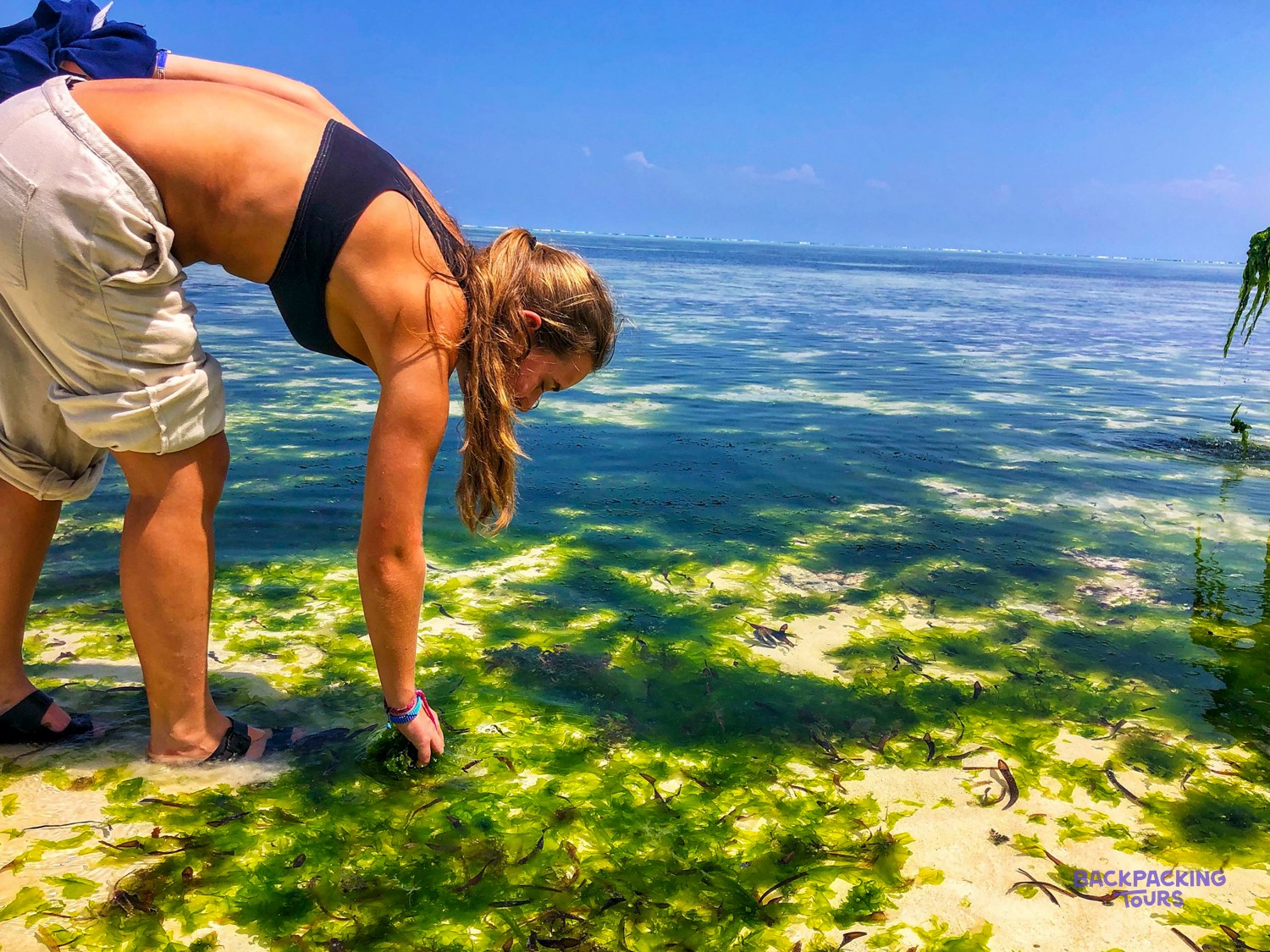 A volunteer bends to gather green seaweed from the shallows at low tide.