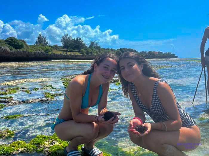 Two volunteers crouch on the reef flat holding sea urchins found in the shallows.